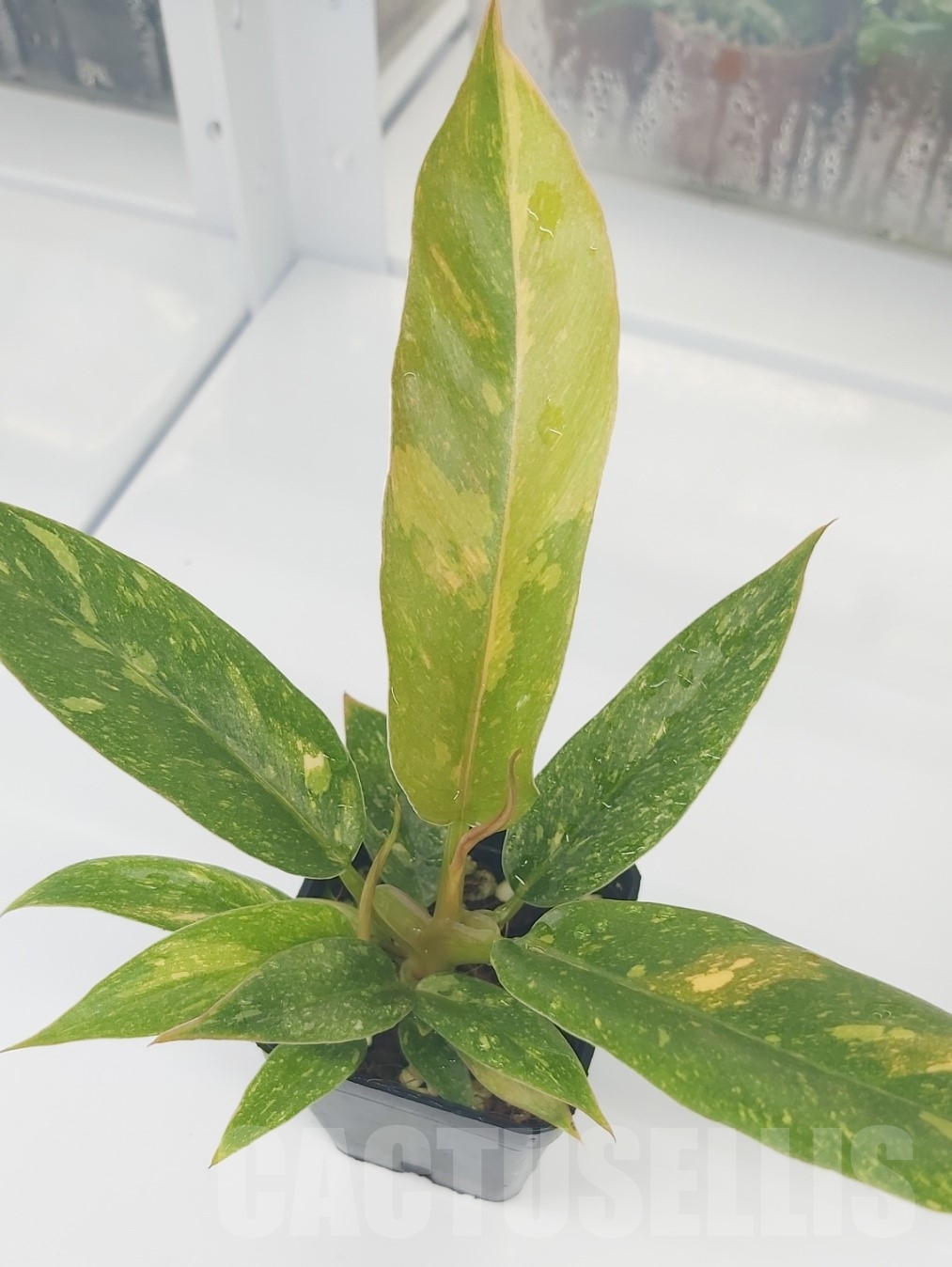 LAB072 Philodendron ’Ring of Fire’