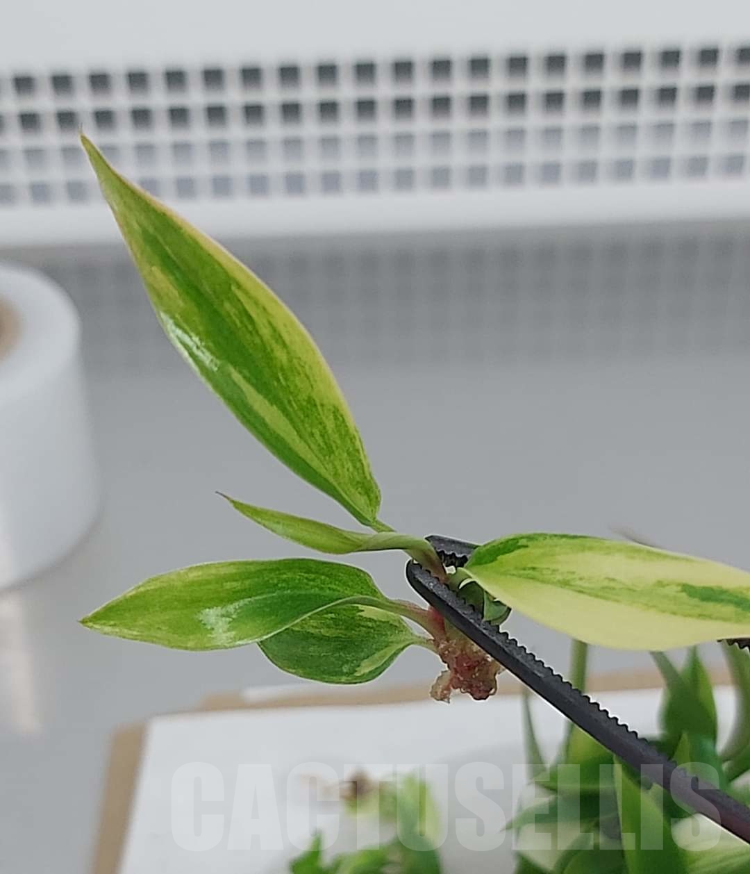 LAB047E Philodendron 'Caramel Marble' TC plant