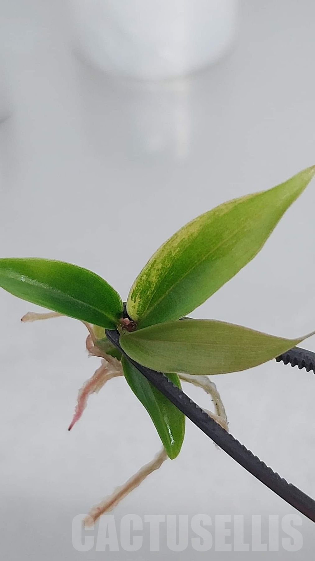 LAB047E Philodendron 'Caramel Marble' TC plant - Image 3