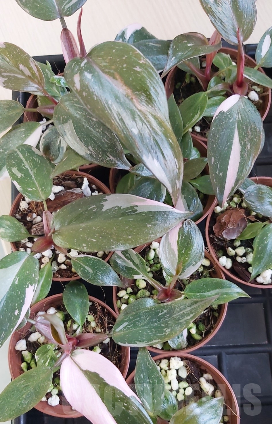 LAB082 Philodendron ’Pink Princess’ - Image 4