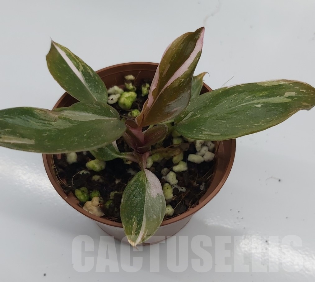 LAB082 Philodendron ’Pink Princess’ - Image 2