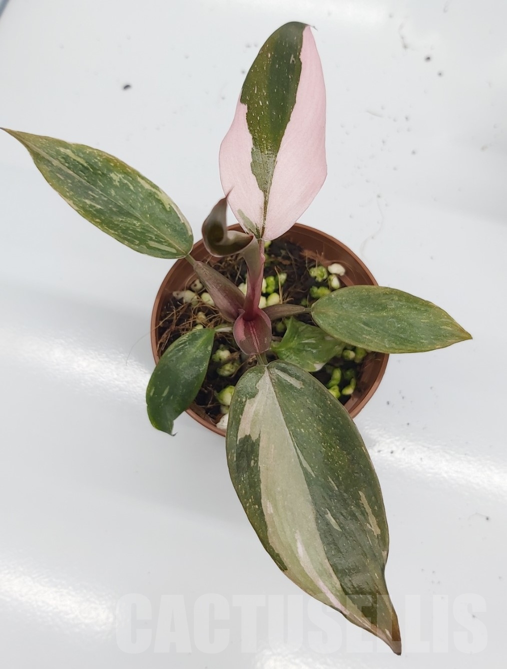 LAB082 Philodendron ’Pink Princess’