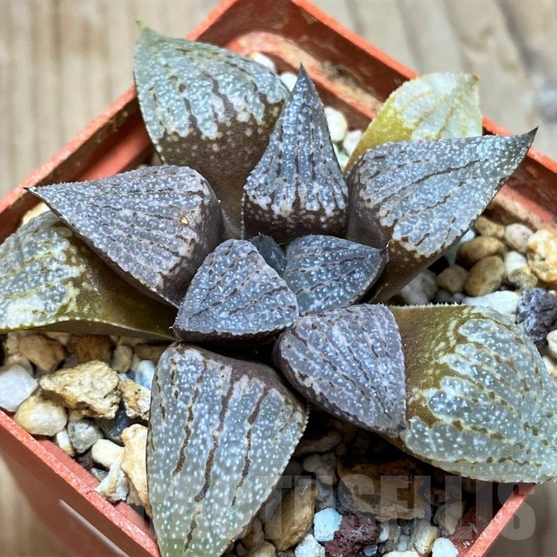 SH11626 Haworthia picta -Japan-