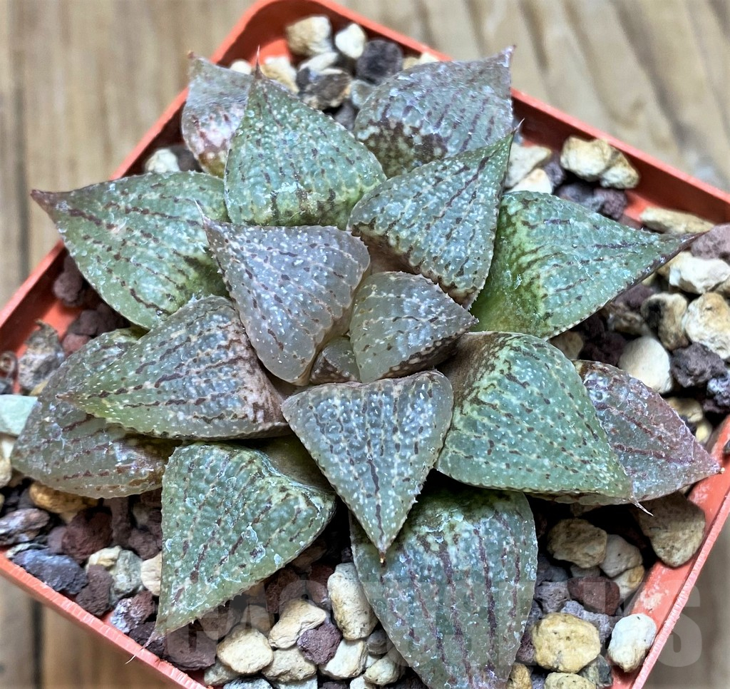 SH11653 Haworthia picta REB 1416 SA - 画像 (2)