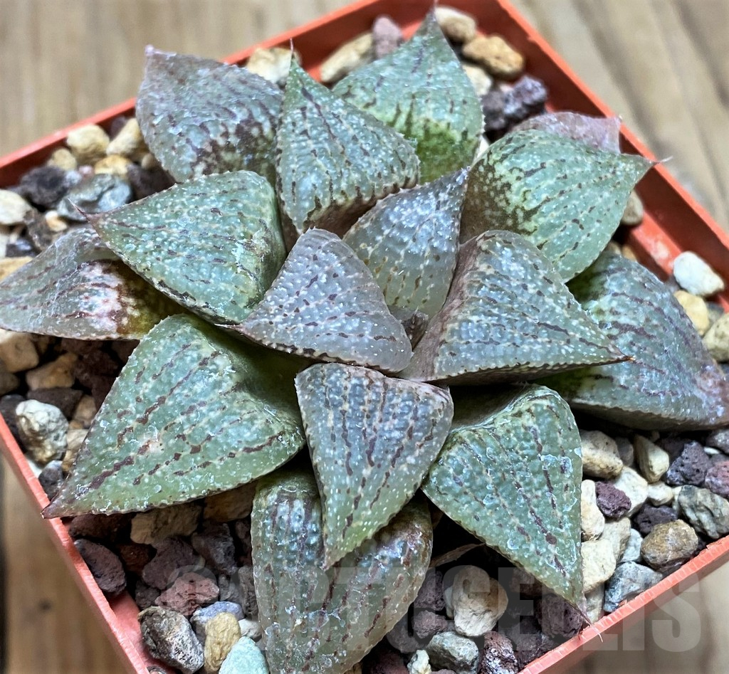 SH11653 Haworthia picta REB 1416 SA