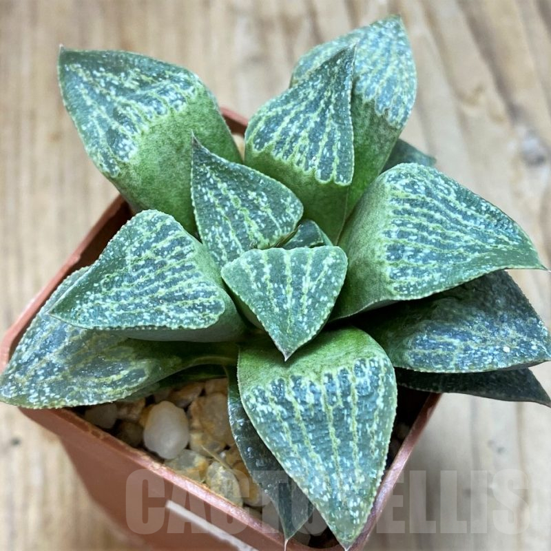 SH11615 Haworthia pygmaea v. argenteo-maculosa