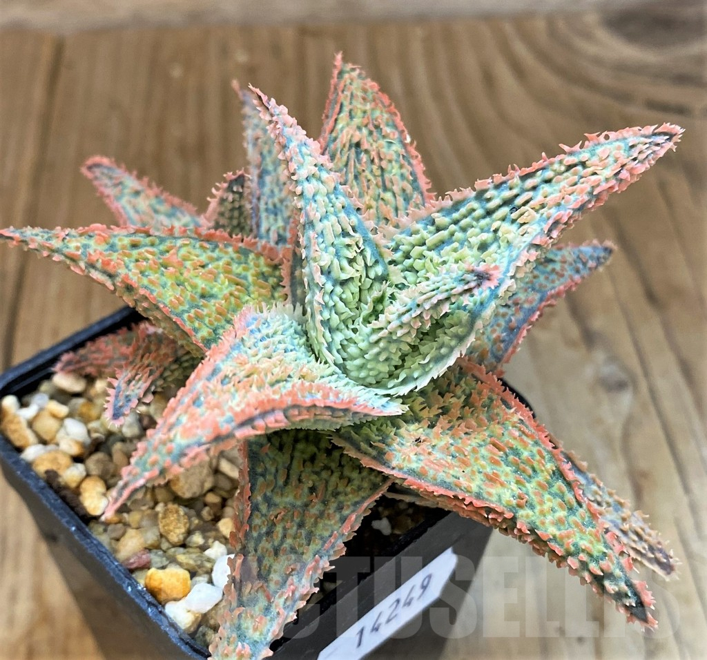 SH14249 Aloe hybrid