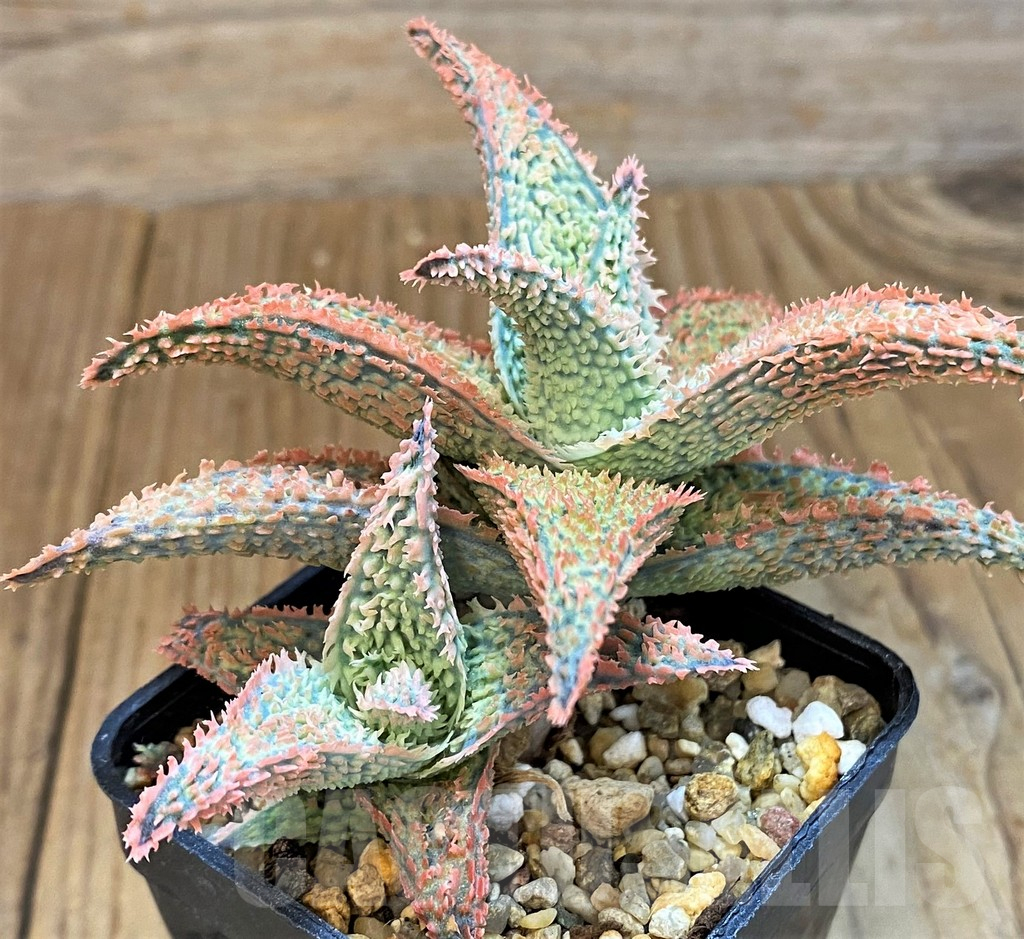 SH14249 Aloe hybrid - Зображення 2