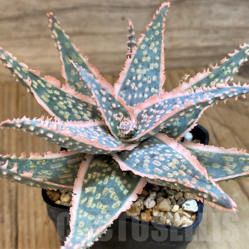 SH19192 Aloe hybrid