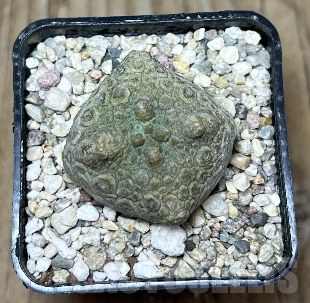 SHPR22554 Pseudolithos cubiformis - Image 2