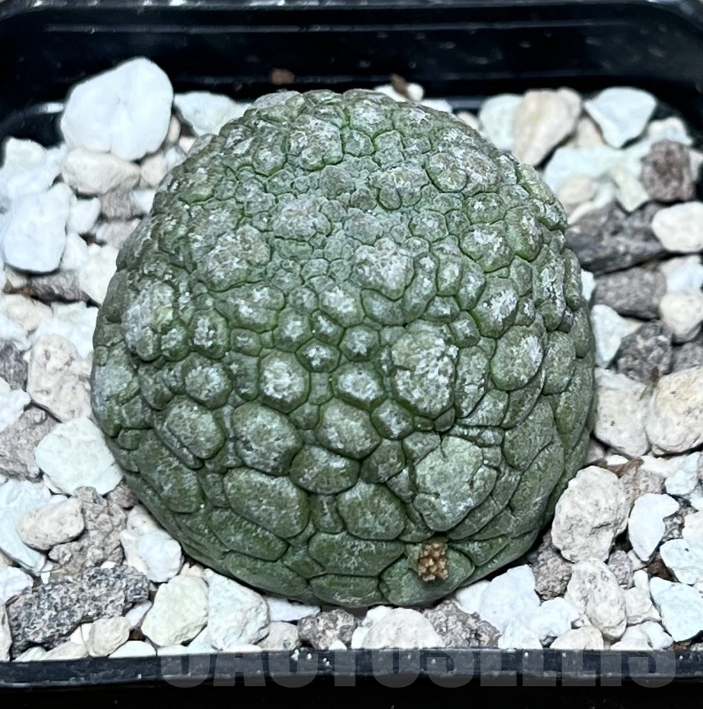 SHPR22562 Pseudolithos migiurtinus