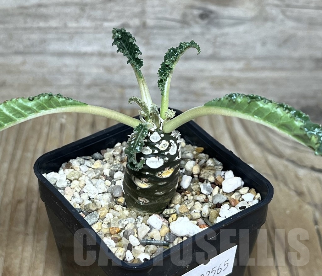 SHPR22565 Dorstenia foetida ‘Thamaka’