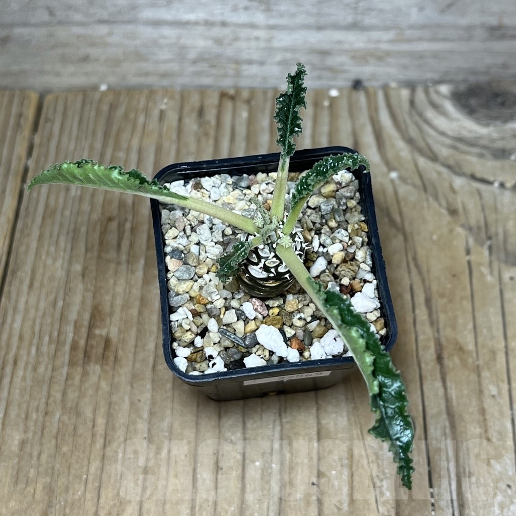 SHPR22565 Dorstenia foetida ‘Thamaka’ - Imagen 2