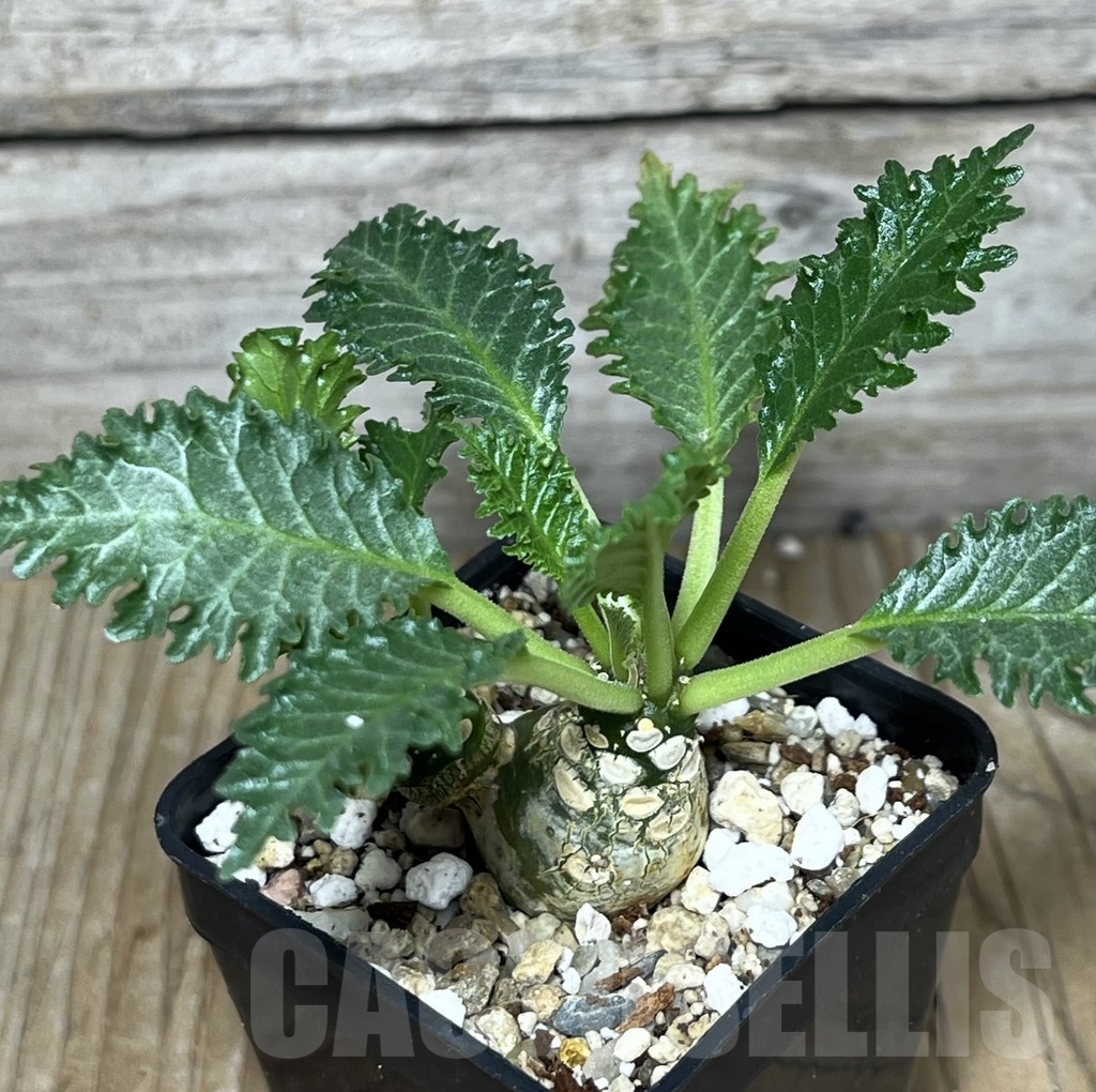 SHPR22568 Dorstenia horwoodii