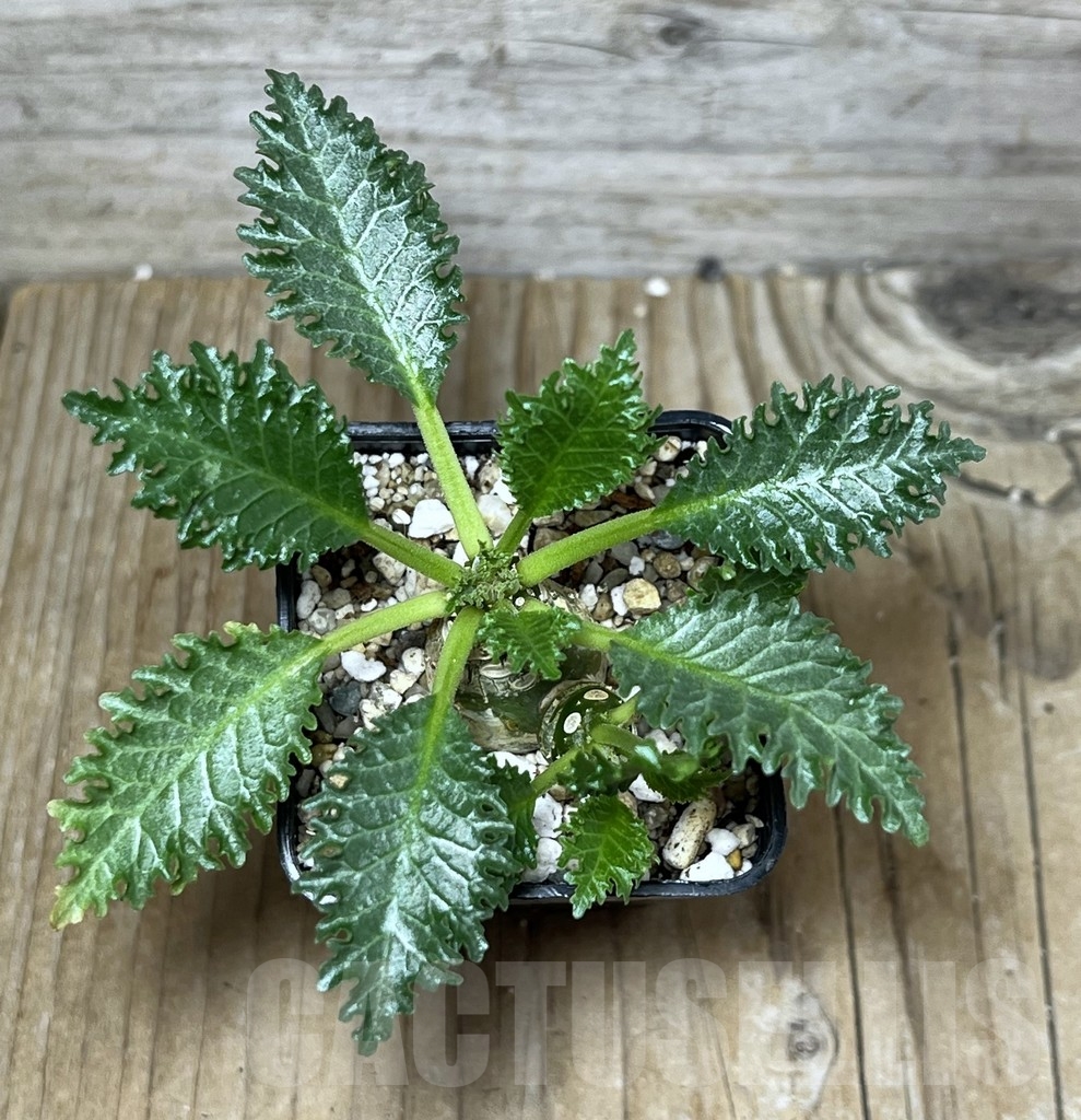 SHPR22568 Dorstenia horwoodii - Imagen 2