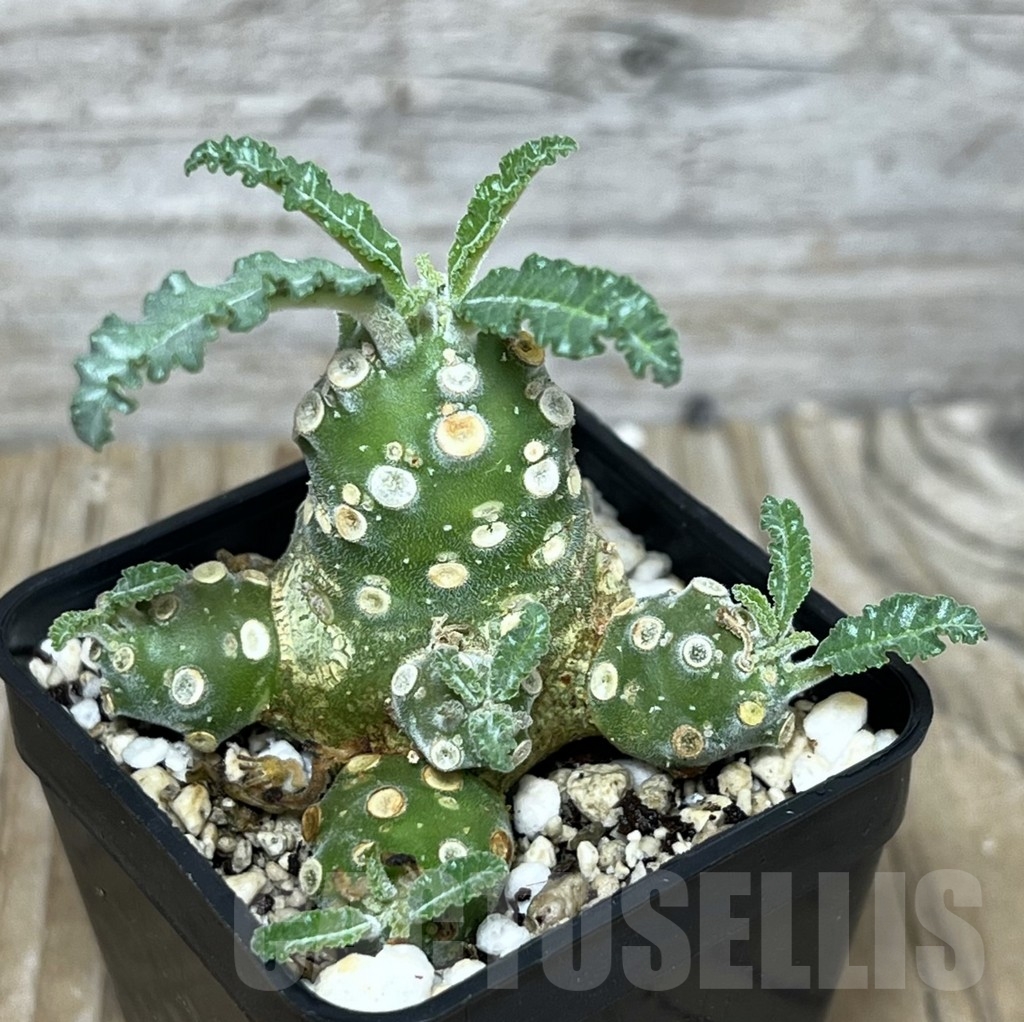 SHPR22569 Dorstenia lavrani