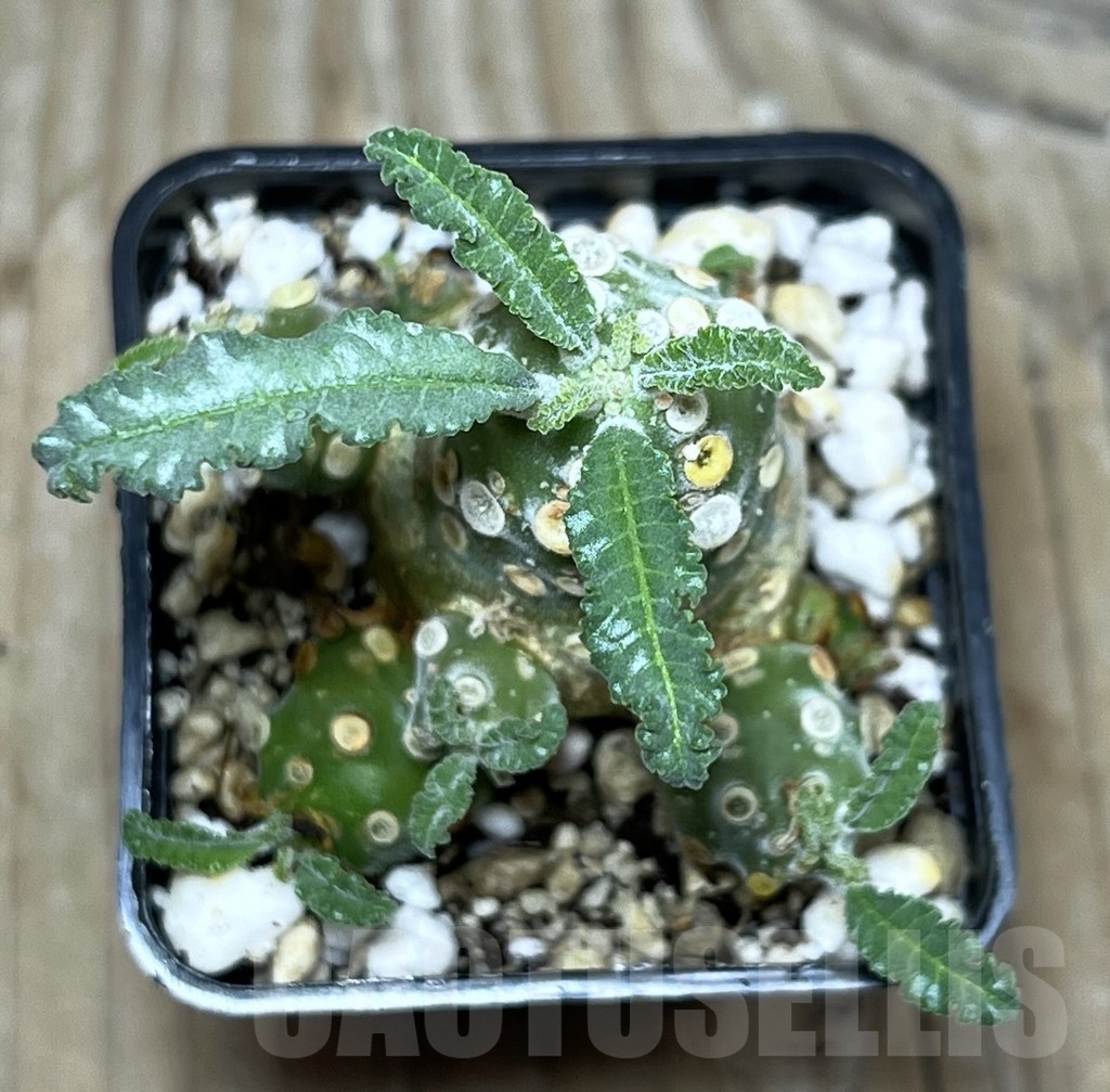 SHPR22569 Dorstenia lavrani - Imagen 2