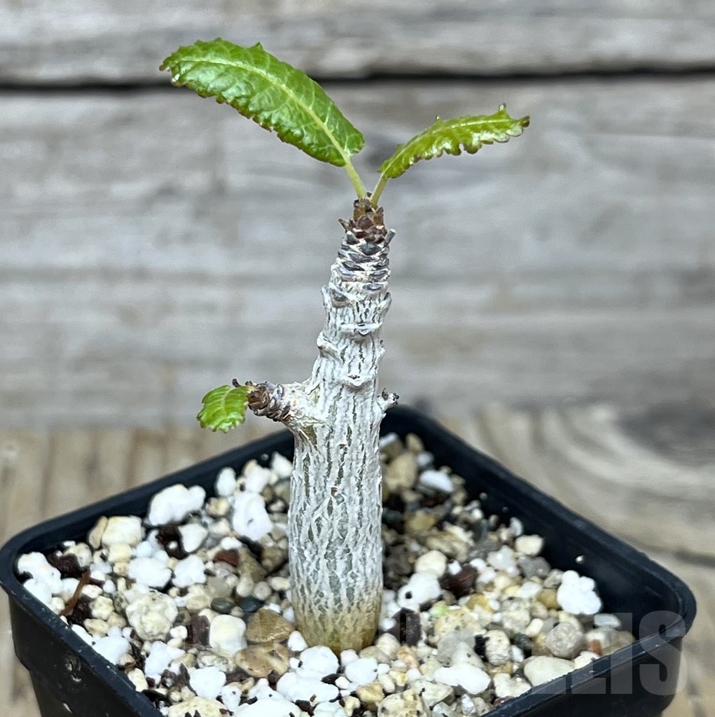 SHPR22570 Boswellia nana