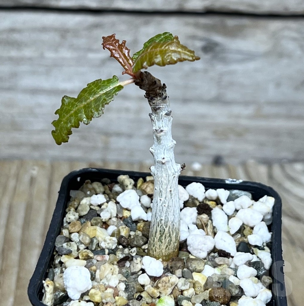 SHPR22572 Boswellia nana