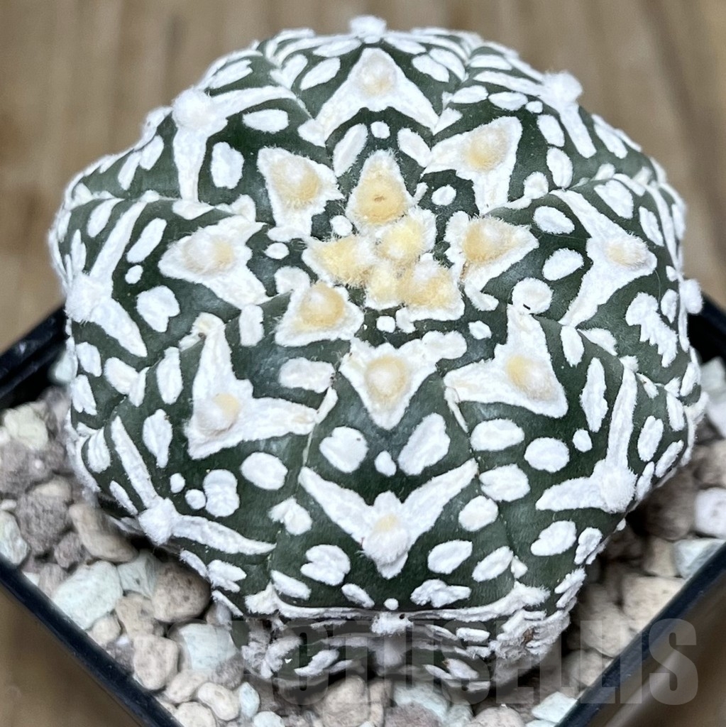 SHPR22584 Astrophytum asterias ‘Miracle’ V-Type - Image 2