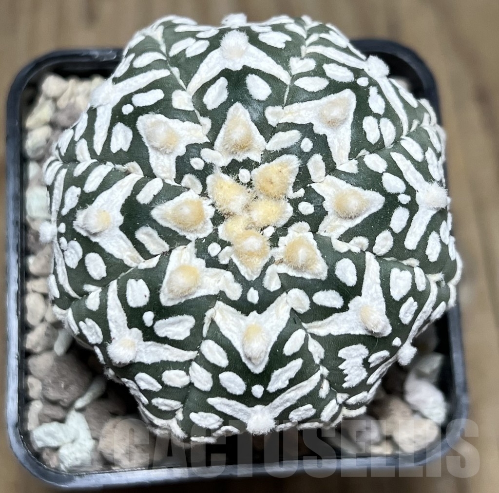 SHPR22584 Astrophytum asterias ‘Miracle’ V-Type