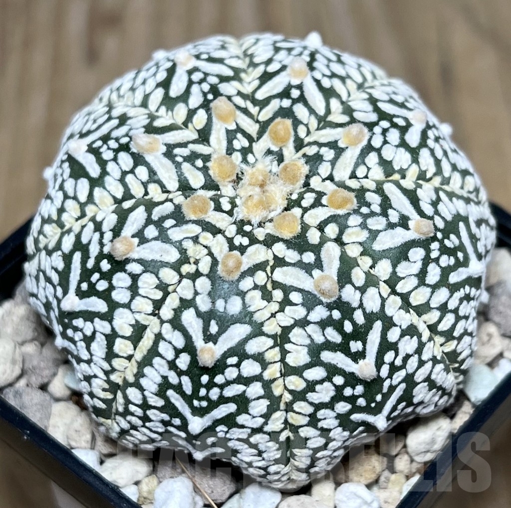 SHPR22585 Astrophytum asterias ‘Miracle’ V-Type - Image 2