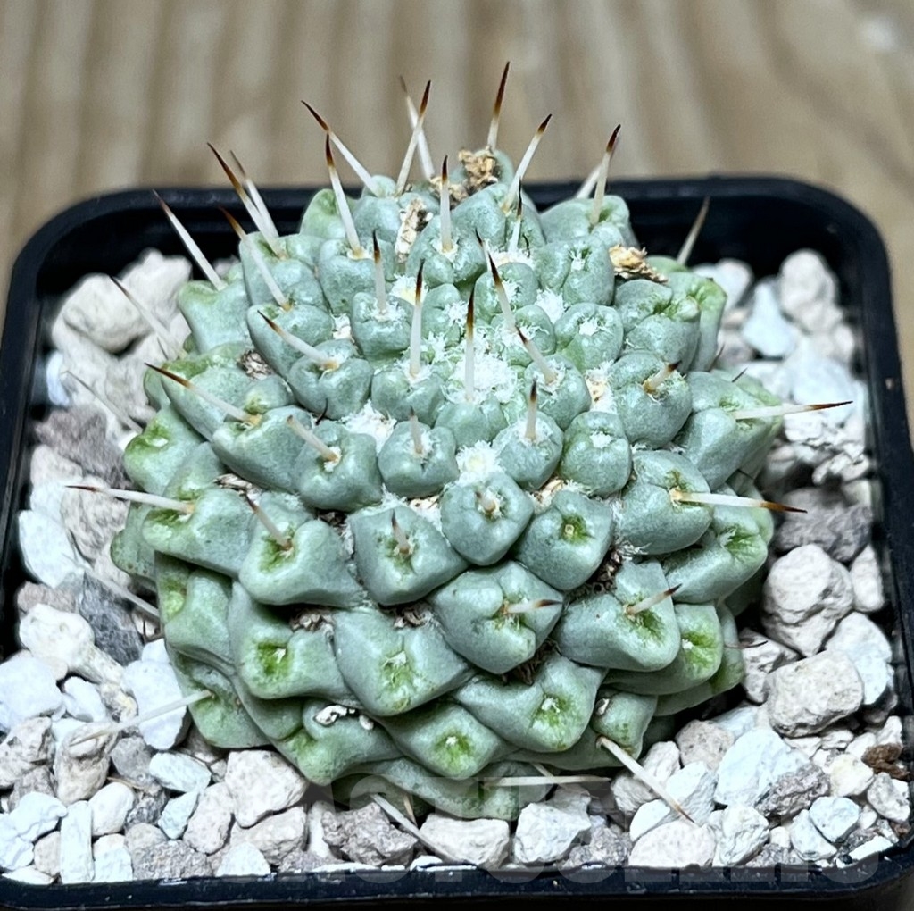SHPR22614 Mammillaria schumannii f. monstrosa
