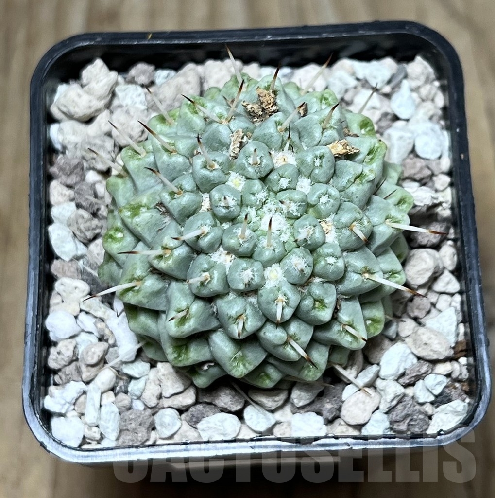 SHPR22614 Mammillaria schumannii f. monstrosa - Image 2