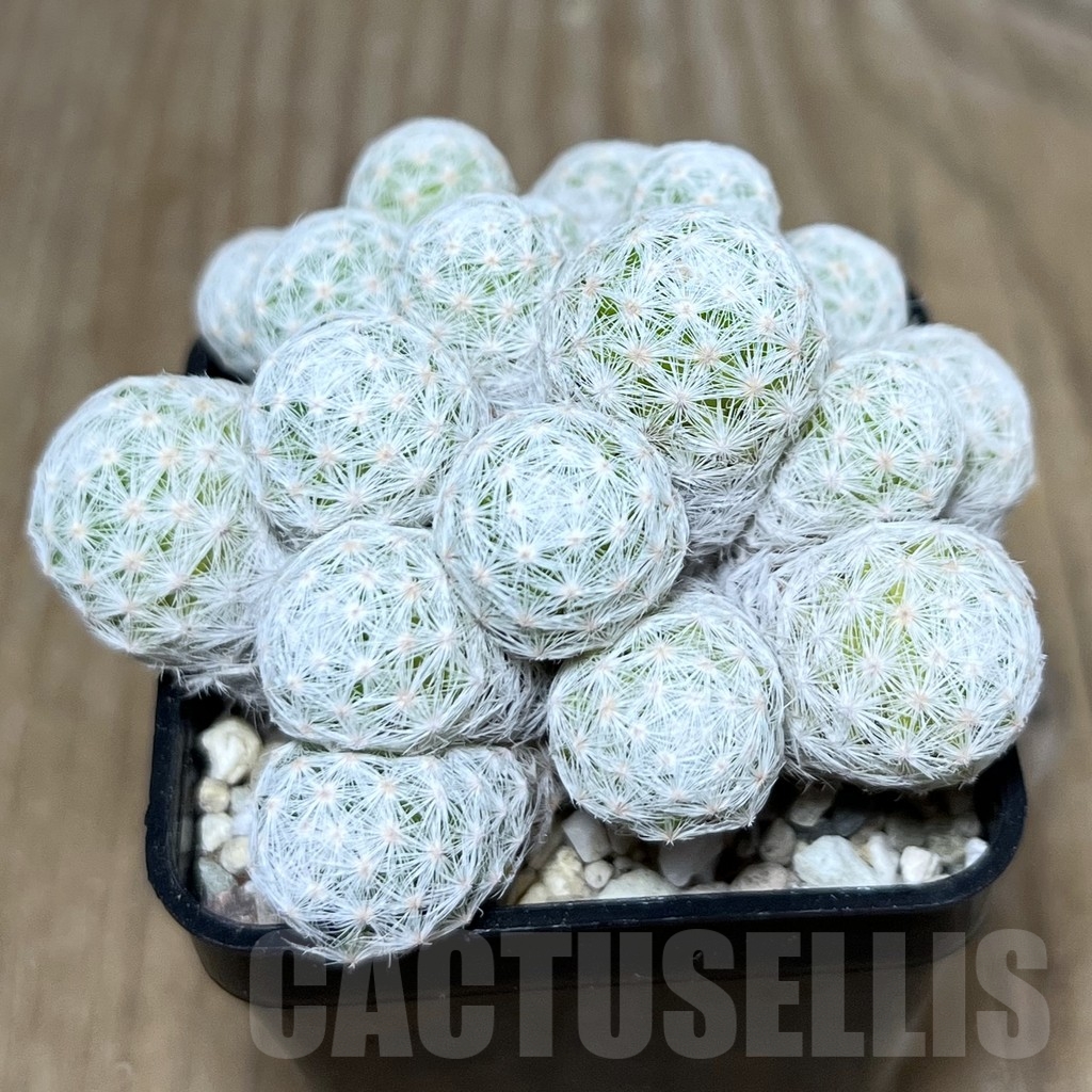 SHPR22615 Mammillaria humboldtii f. caespitosa