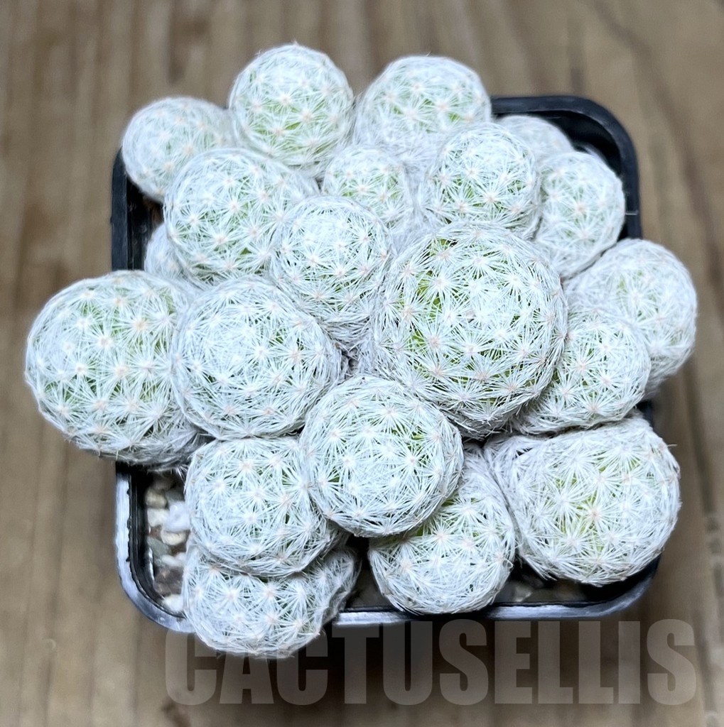 SHPR22615 Mammillaria humboldtii f. caespitosa - Image 2