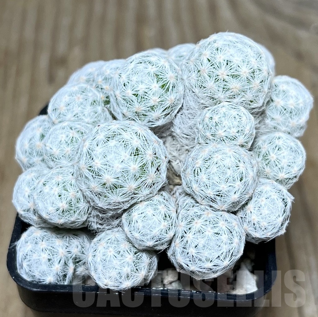 SHPR22616 Mammillaria humboldtii f. caespitosa