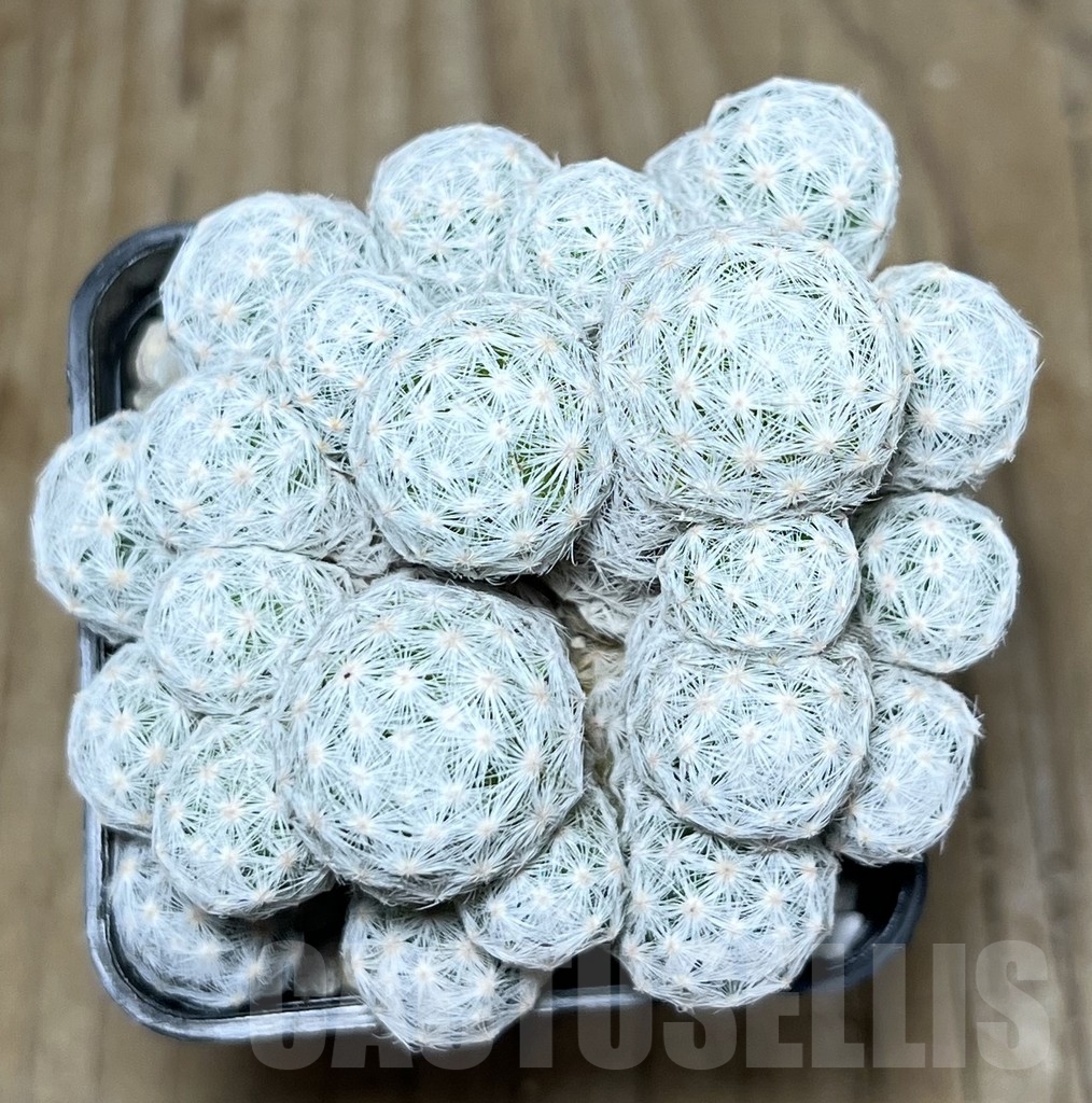 SHPR22616 Mammillaria humboldtii f. caespitosa - Image 2