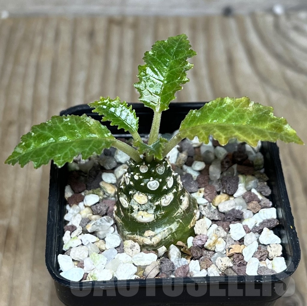 SHPR22622 Dorstenia horwoodii