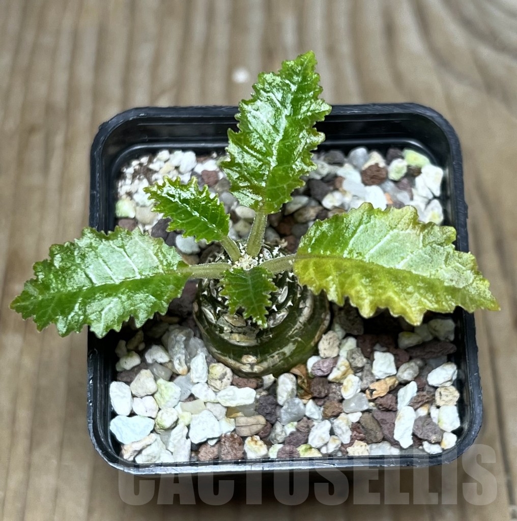 SHPR22622 Dorstenia horwoodii - Зображення 2