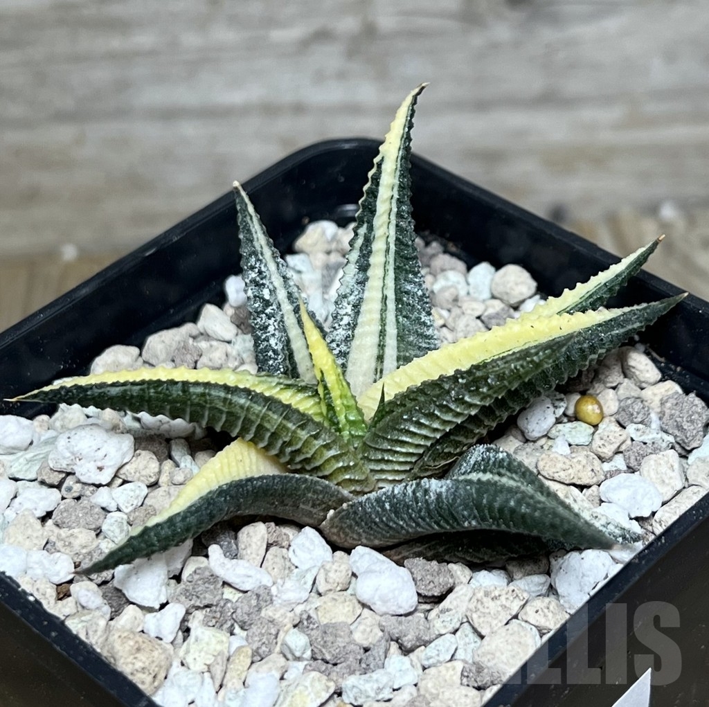 SHPR22627 Haworthia limifolia f. variegata
