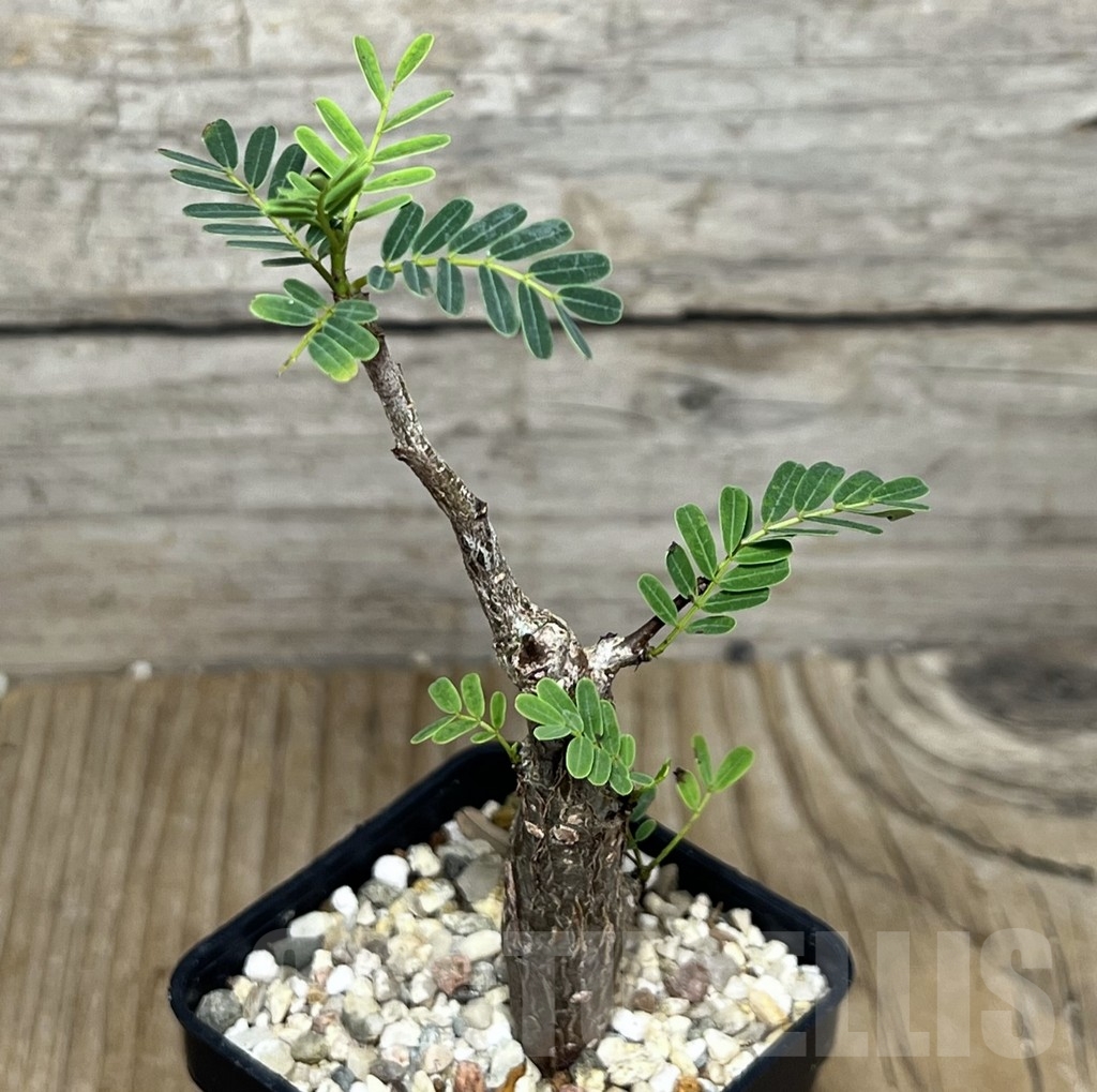 SHPR22629 Senna meridionalis - Image 2