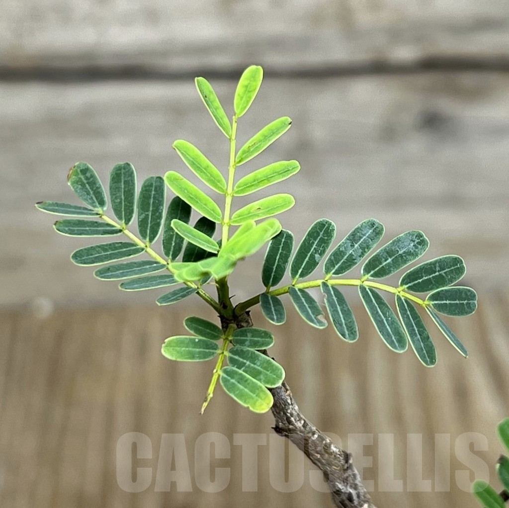 SHPR22629 Senna meridionalis