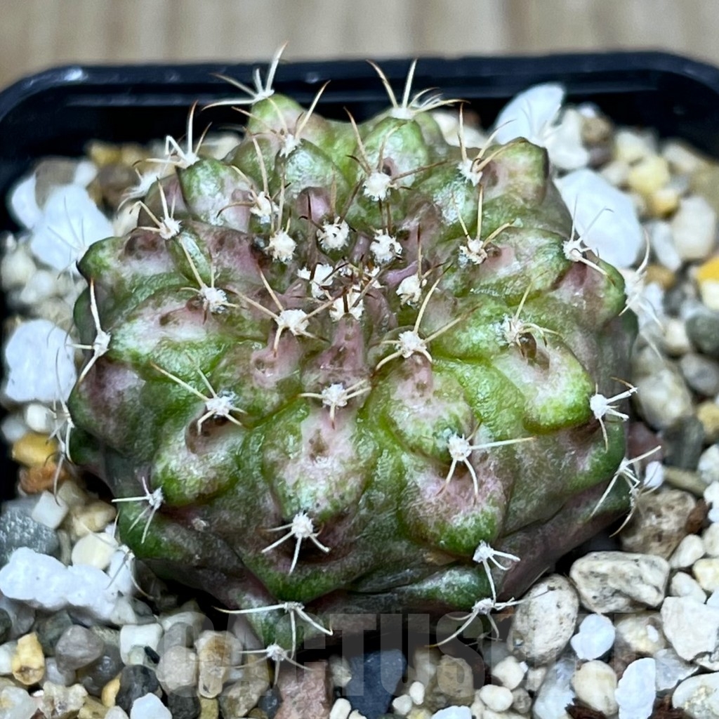 SHPR22672 Gymnocalycium mihanovichii ‘T-lux’ hybrid, seedling