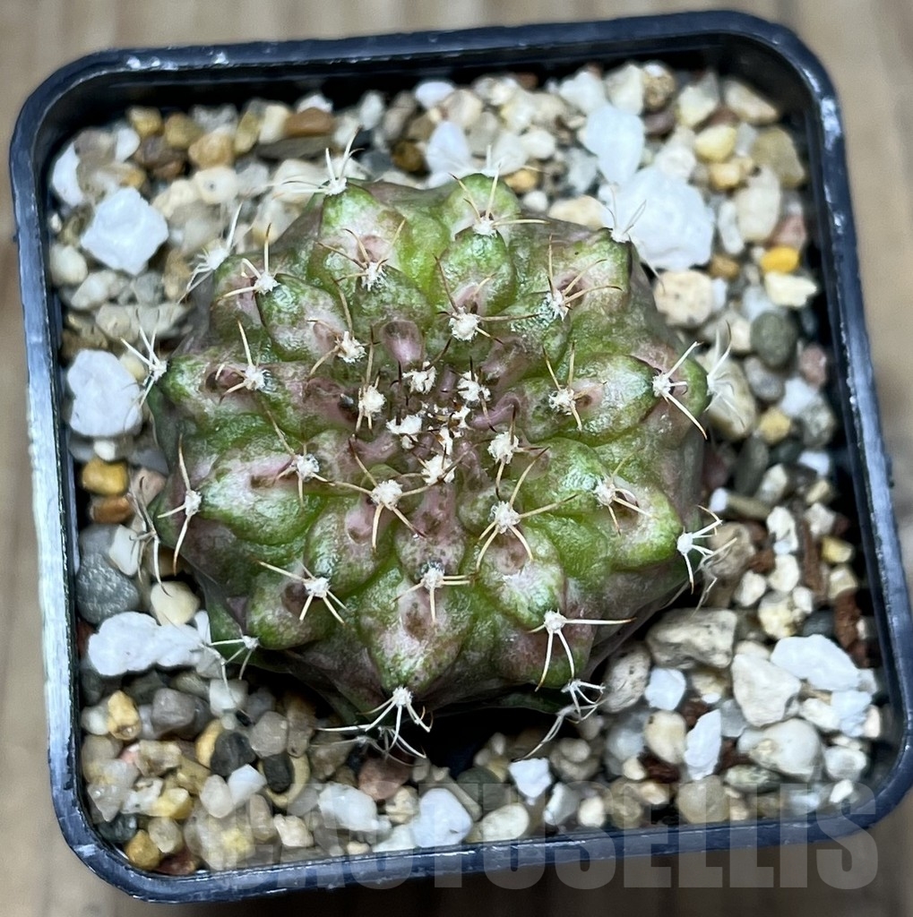 SHPR22672 Gymnocalycium mihanovichii ‘T-lux’ hybrid, seedling - Image 2