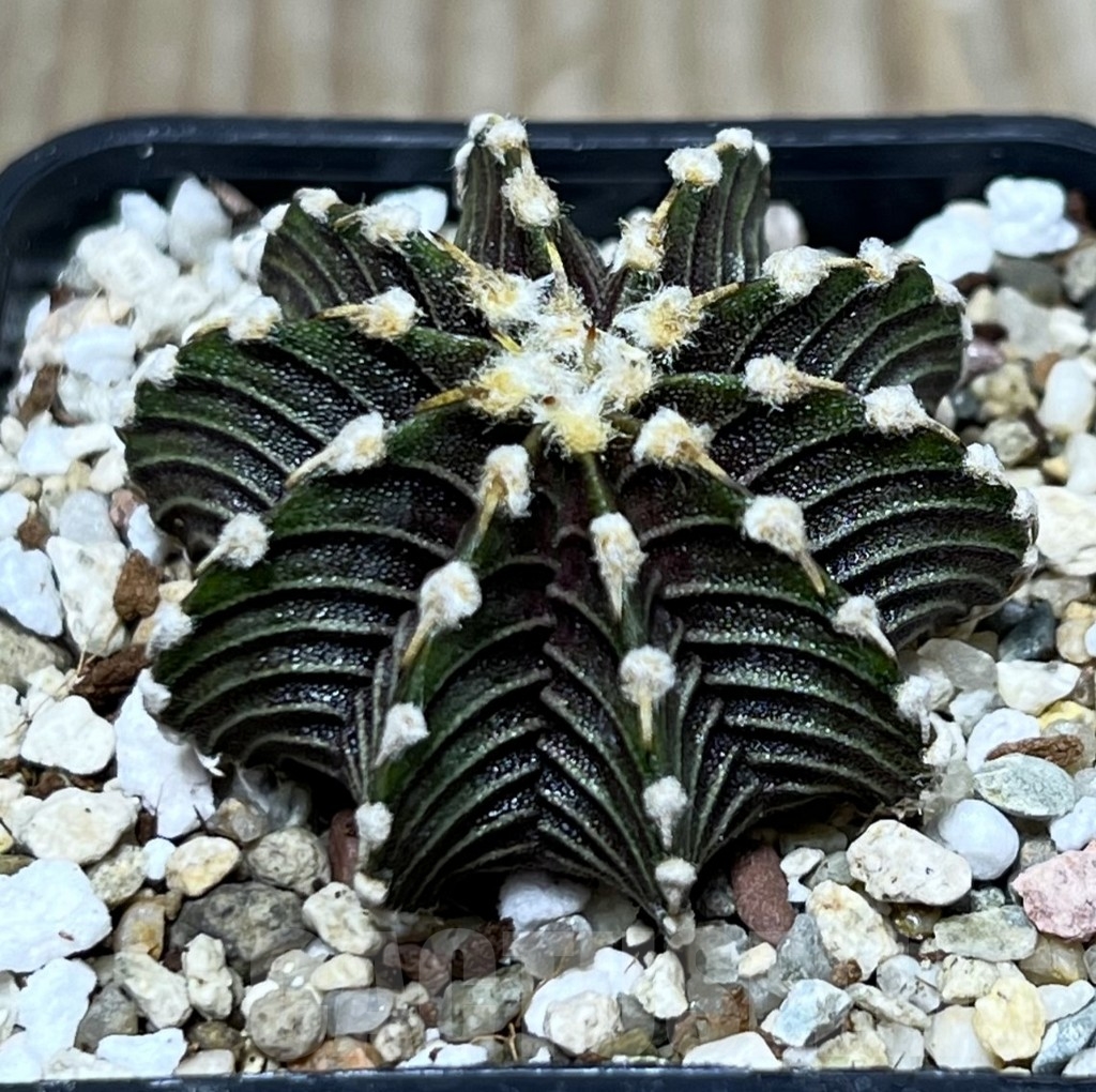SHPR22678 Gymnocalycium friedrichii VOS 014a