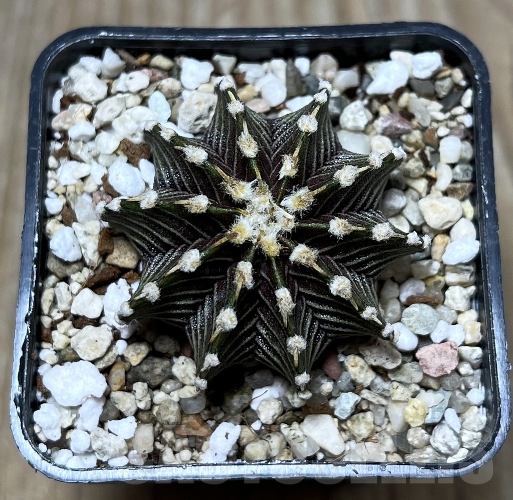 SHPR22678 Gymnocalycium friedrichii VOS 014a - Зображення 2