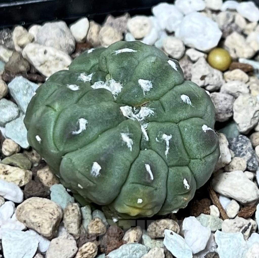 SHPR22692 Astrophytum asterias ‘Kikko Lizard Skin’ f. cristata