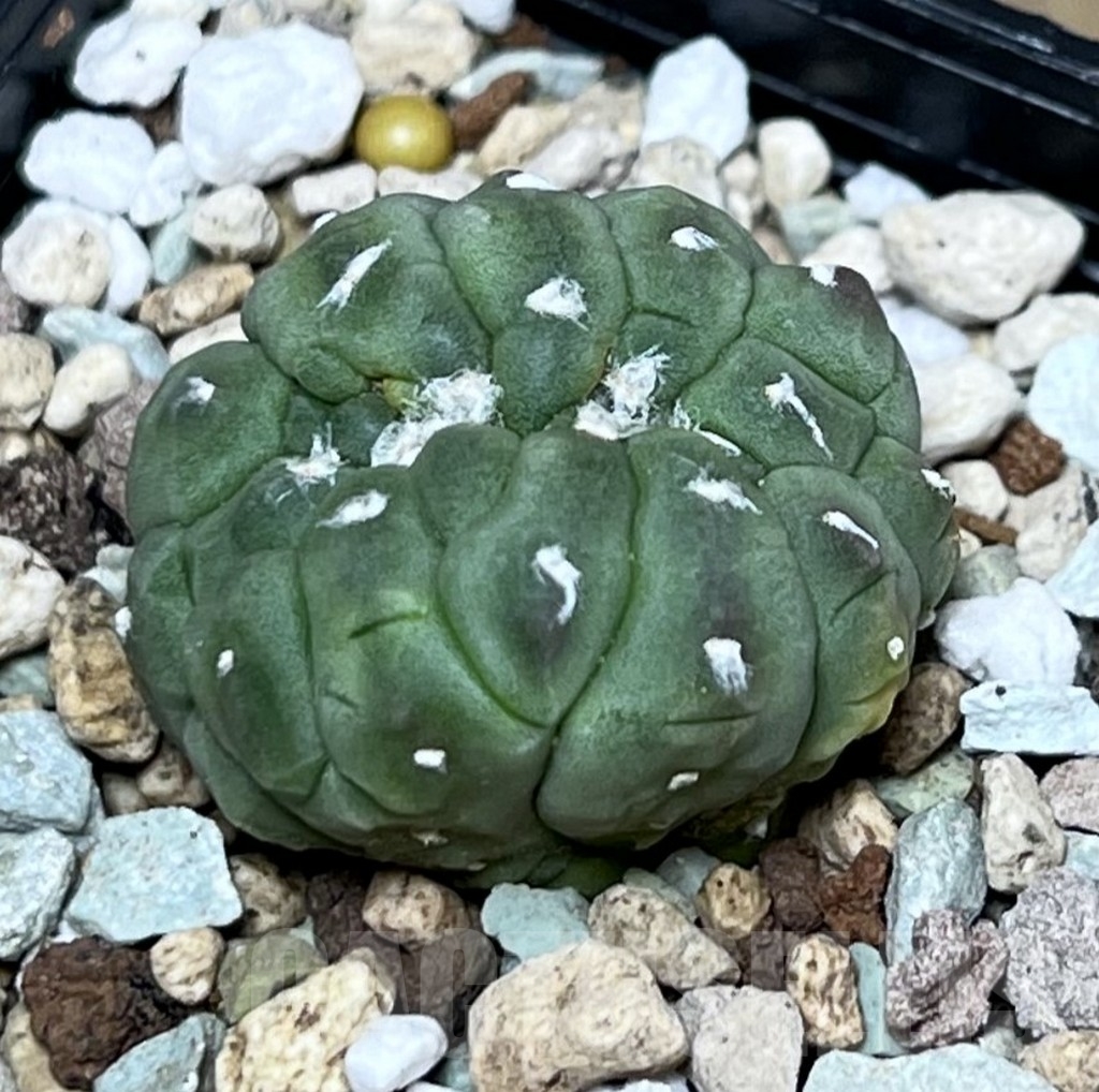 SHPR22692 Astrophytum asterias ‘Kikko Lizard Skin’ f. cristata – Image 2