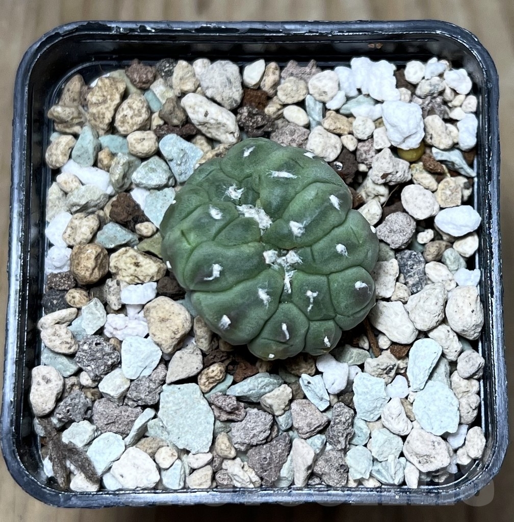 SHPR22692 Astrophytum asterias ‘Kikko Lizard Skin’ f. cristata – Image 3