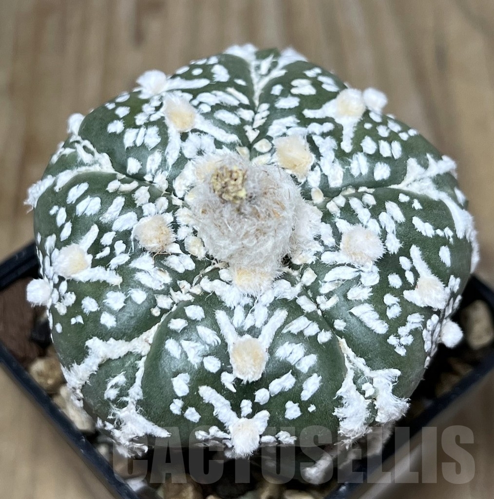 SHPR22695 Astrophytum asterias ‘Super Kabuto’ V-type 5-ribs – Image 2