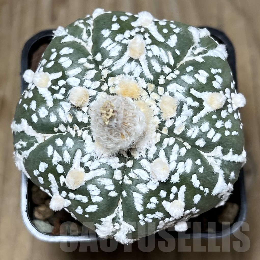 SHPR22695 Astrophytum asterias ‘Super Kabuto’ V-type 5-ribs