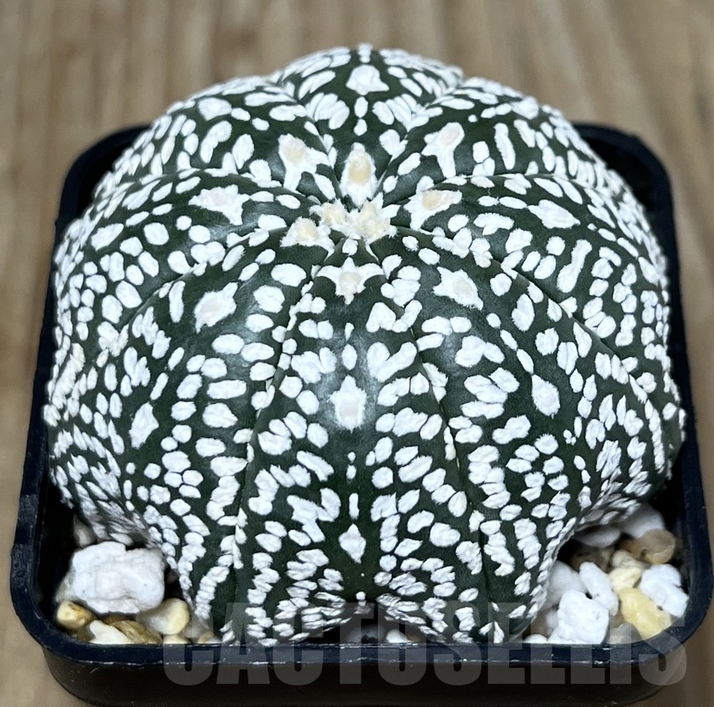 SHPR22696 Astrophytum asterias ‘Super Kabuto V-Type' Star Shape – Image 2