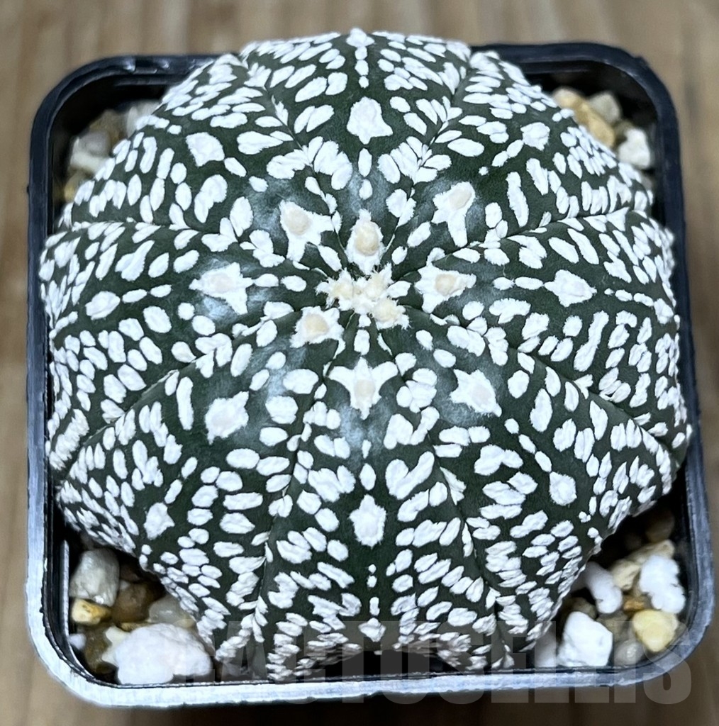 SHPR22696 Astrophytum asterias ‘Super Kabuto V-Type' Star Shape