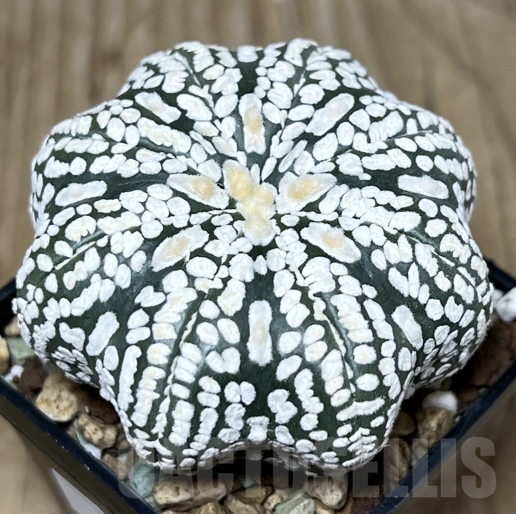 SHPR22697 Astrophytum asterias ‘Super Kabuto' Star Shape - Imagen 2