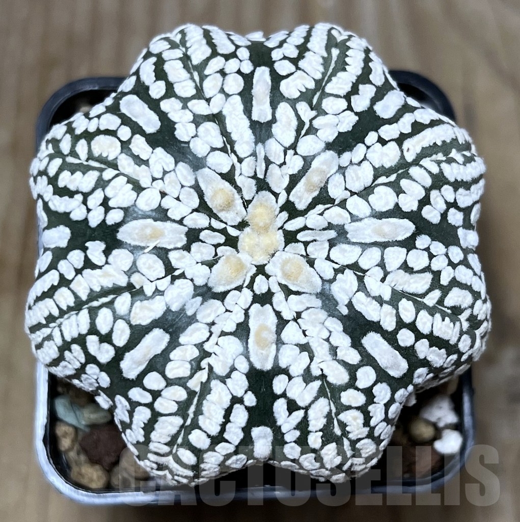 SHPR22697 Astrophytum asterias ‘Super Kabuto' Star Shape